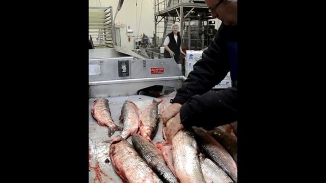 Trifisk Чешуесъёмная машина для рыбы