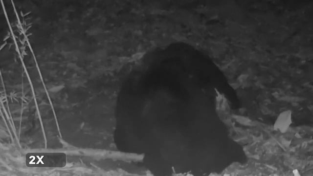 🐻«Лунные медведи» в провинции Юньнань