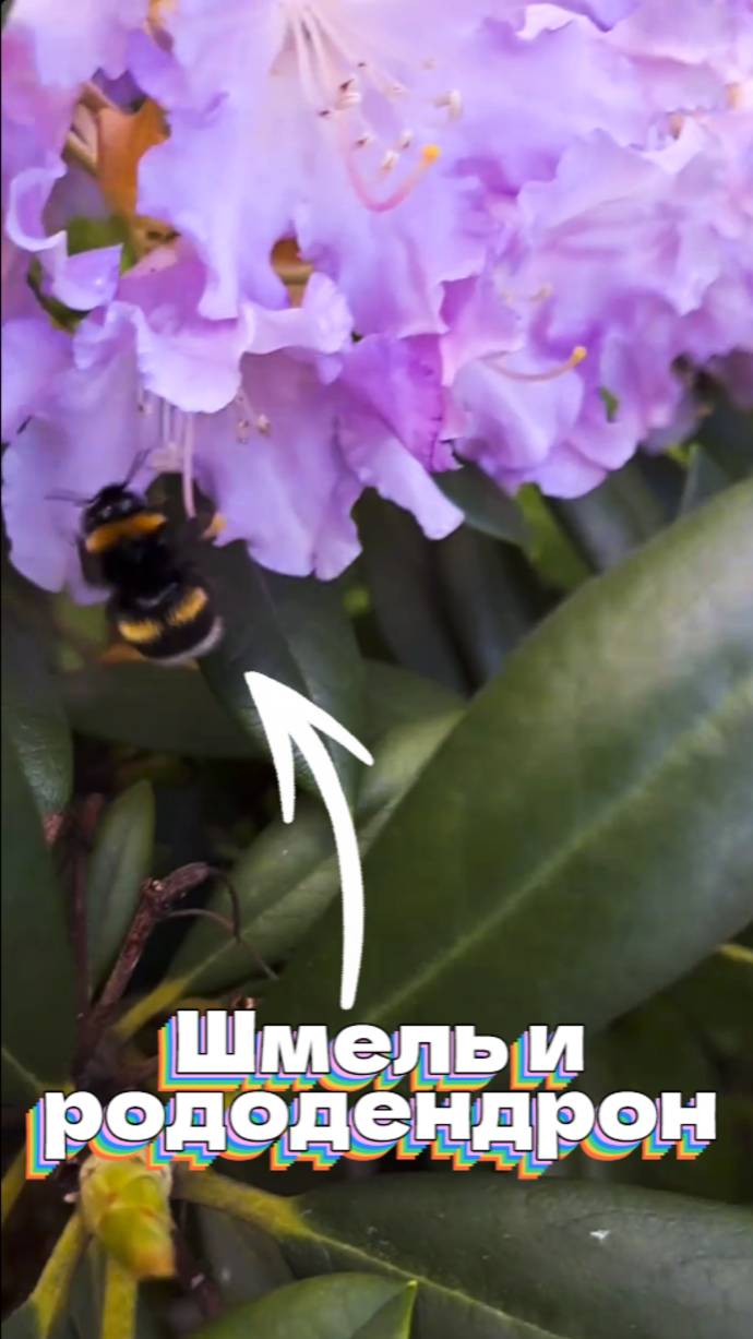 Шмель и рододендрон.