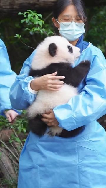 Panda nenny job #shortsvideo