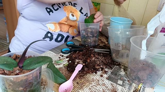 мои двойные орхидеи пересадка