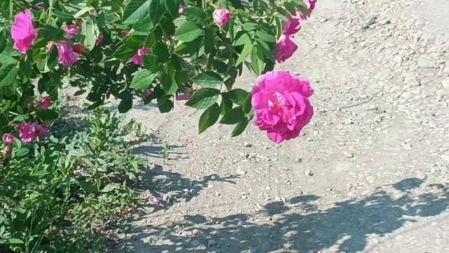 Каждый день☀. каждое мгновение должно быть в радость 😄😍💕. любуйтесь цветами. , летом, каждым днём