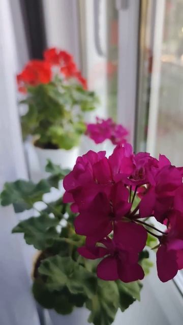 Было-стало. Результаты.🌹🌺🌷🪻🌿