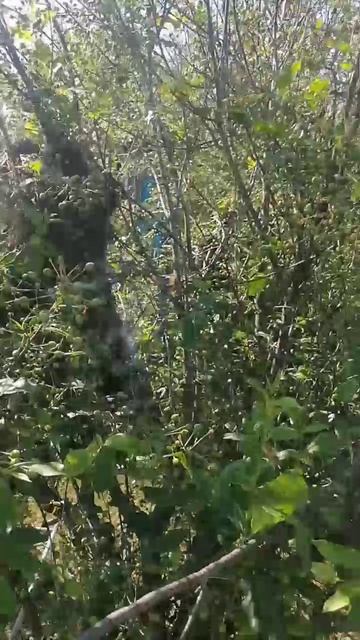 поймал свой рой