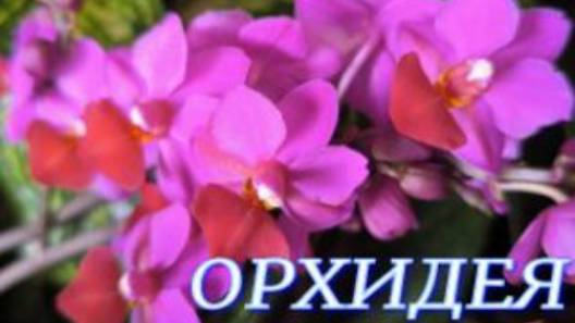 №1084/ СВЕЖАЯ  шикарная ПОСТАВКА орхидей в маг. ОРХИДЕЯ