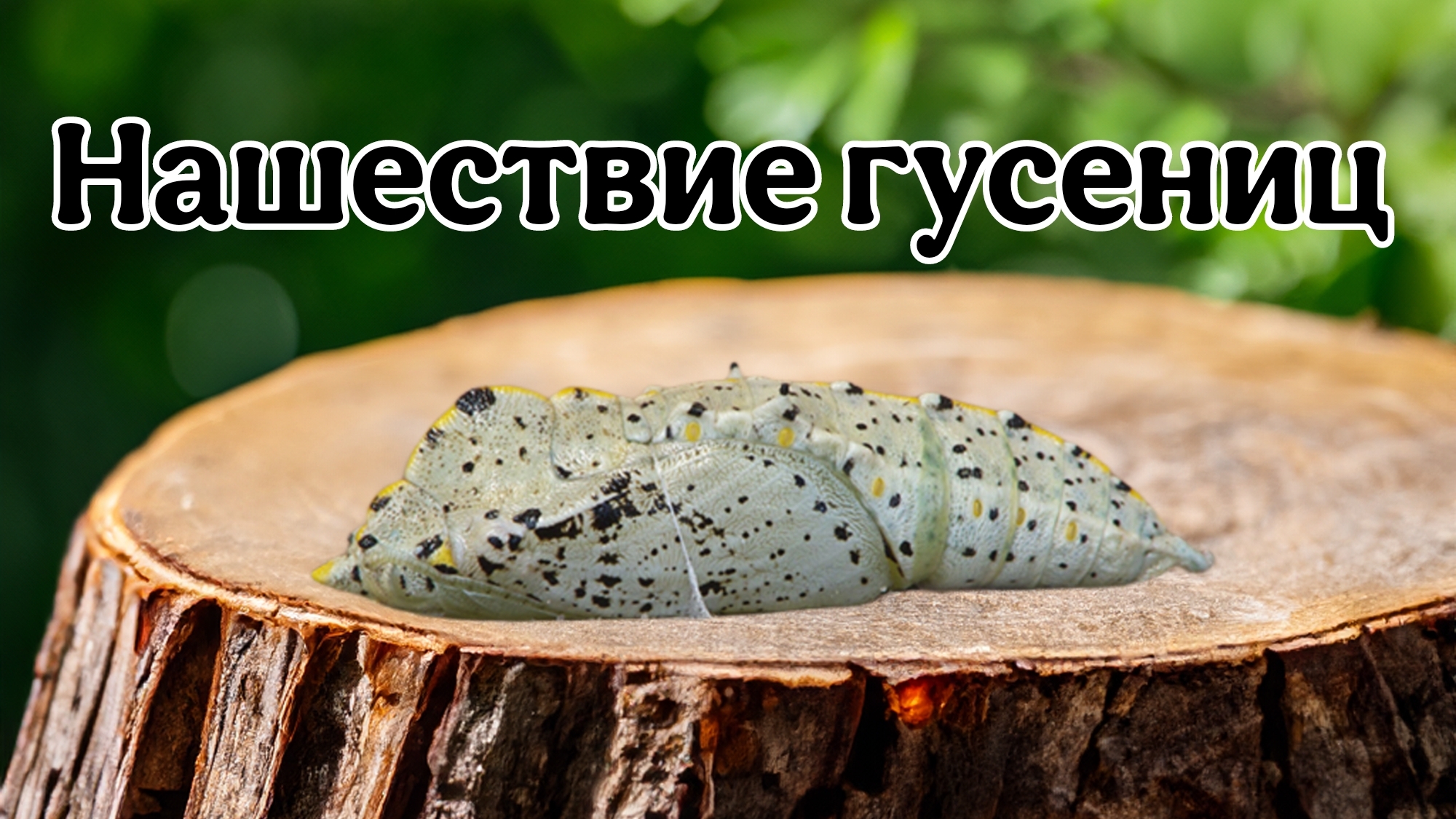Нашествие гусениц