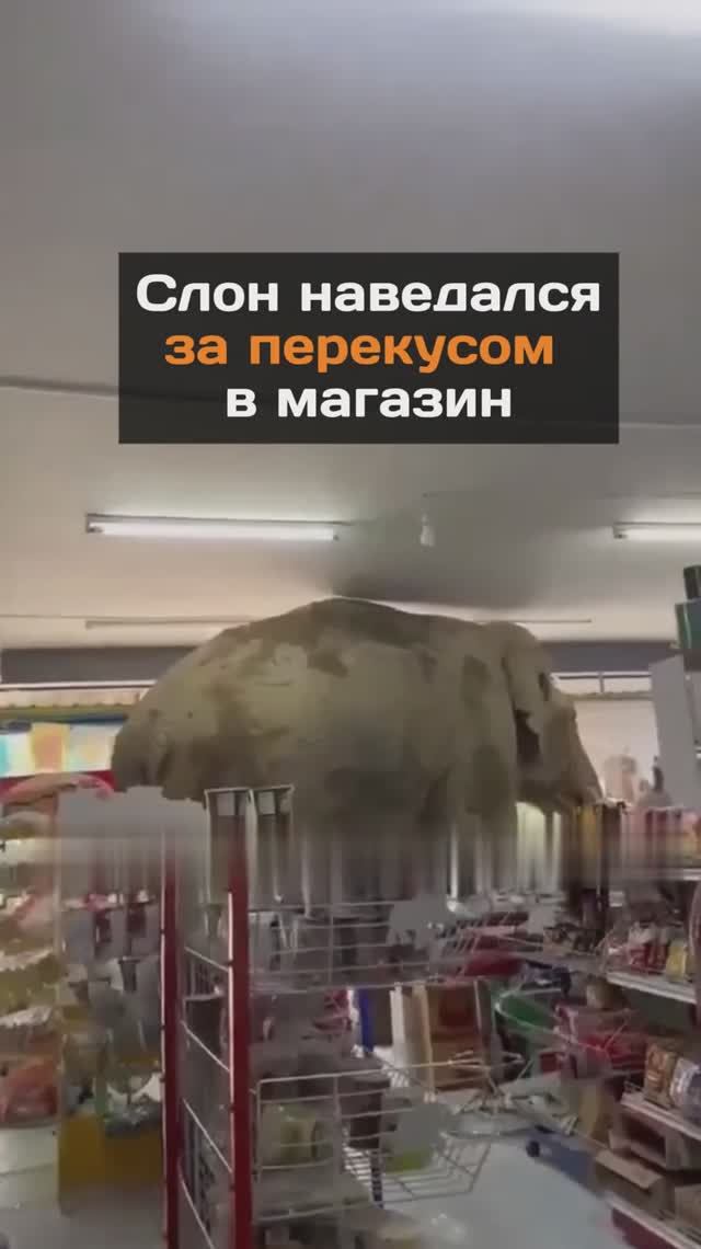 Слон наведался в магазин за угощениями