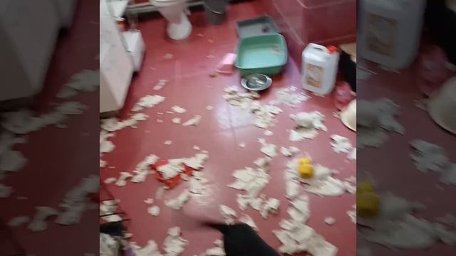 Две очаровательные щенульки Мира и Зара