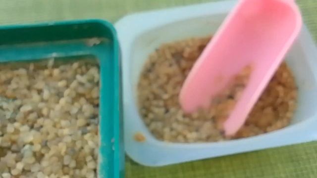 Просевы литопсов литопсы суккуленты