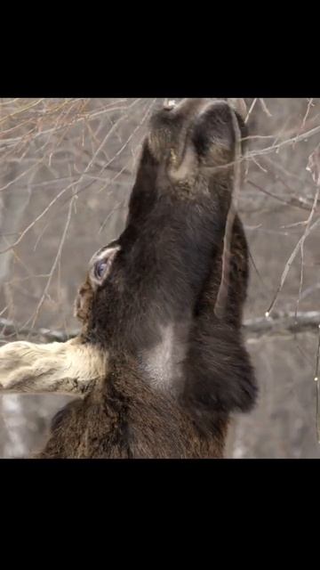 Лось-жираф). Moose-giraffe). #wildlife #shorts