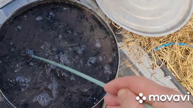С томатами ВСЕ! Мульча и зольный РАСТВОР. КАЛУЖСКАЯ ОБ?