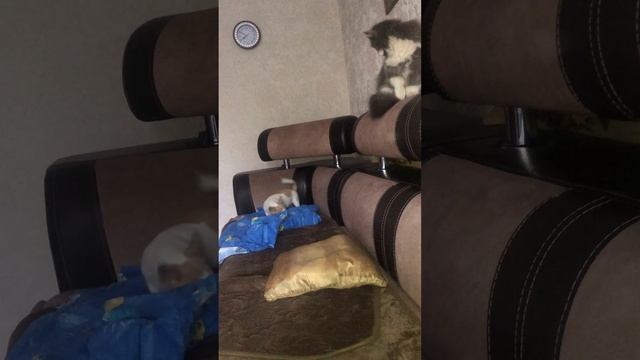 Кошка И Собака играют