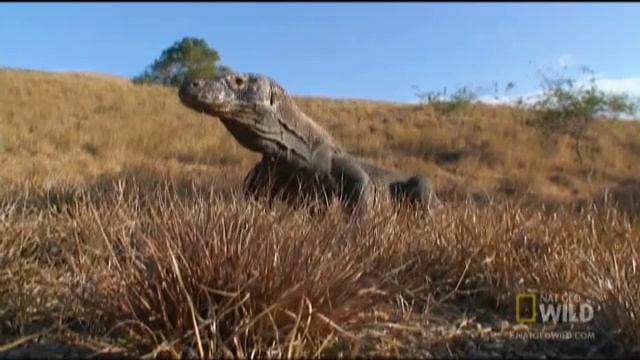 One Bite Killer Dragon | Nat Geo Wild