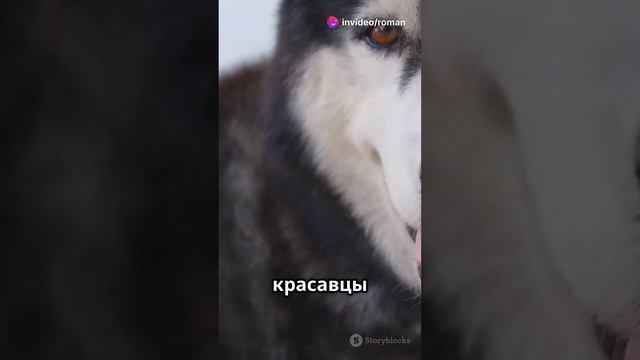 Самая безбашенная порода собак!