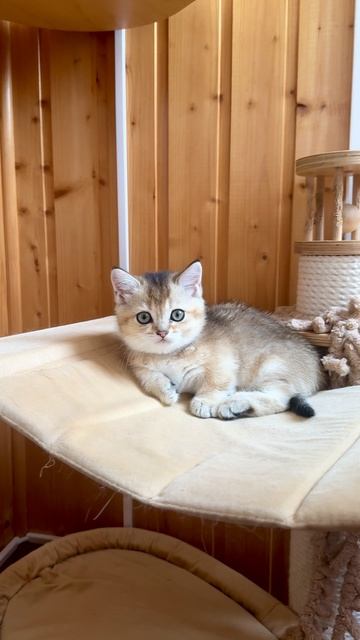Kukla