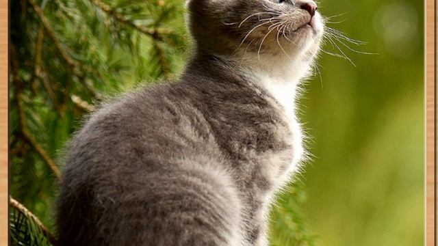 Мультфильмы для детей.Мультики для детей .