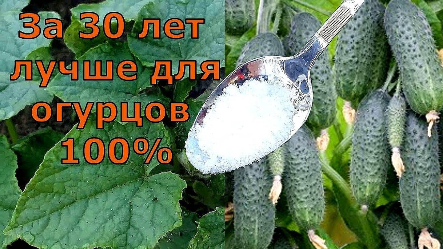 Одна ложка в ИЮНЕ под Огурцы и огурцов завались будет! Огурцы мешками собираю!