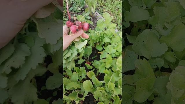 Съедалити День3