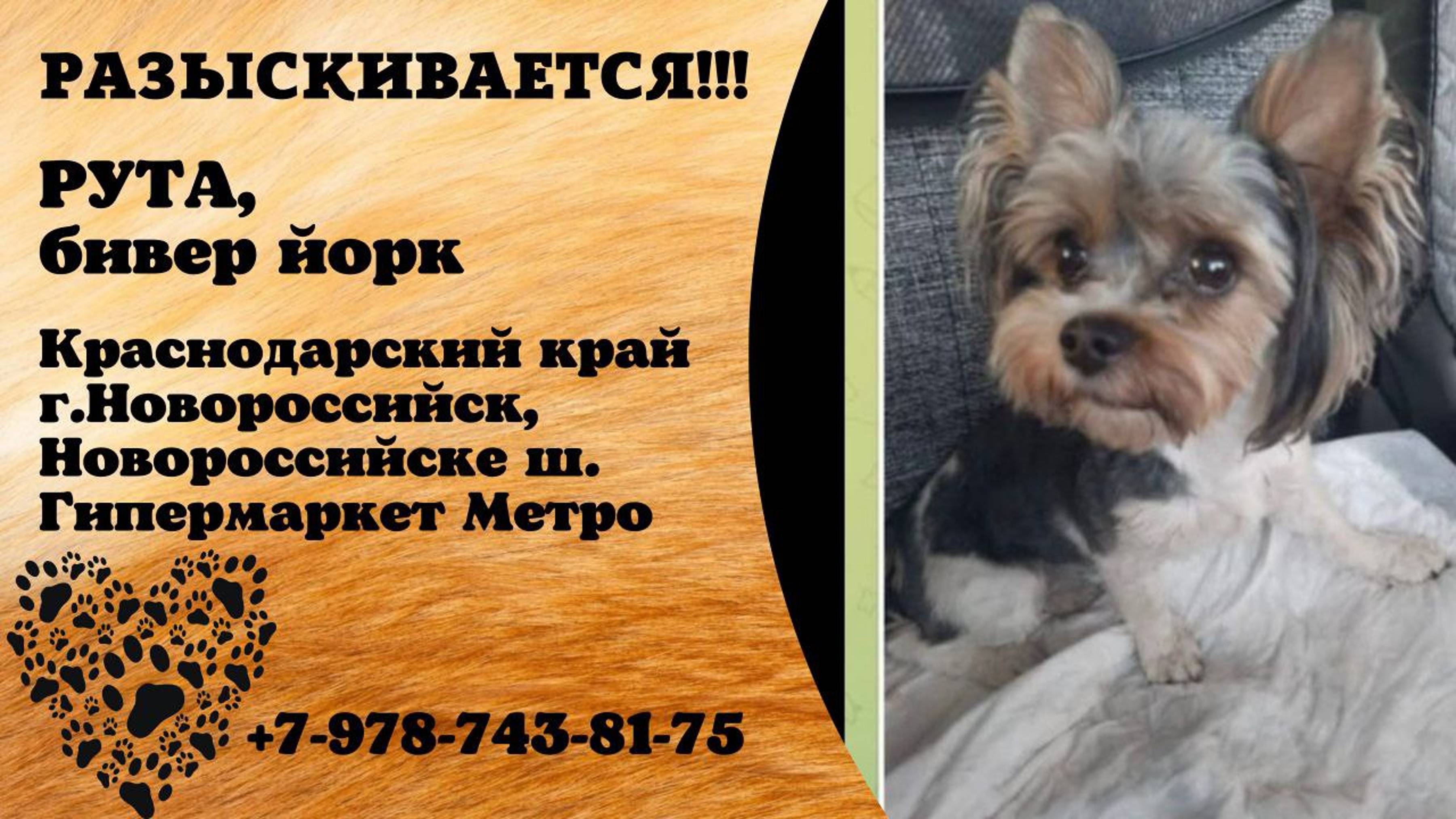 Пропала собака! РУТА. Бивер-йорк. Краснодарский край, г. Новороссийск