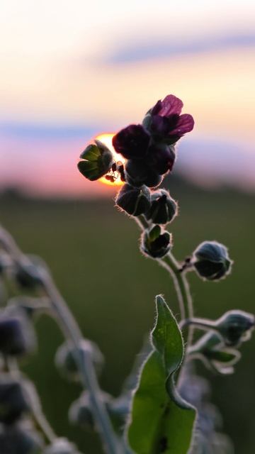Красивейшая природа в начале лета на закате. #природа#закат