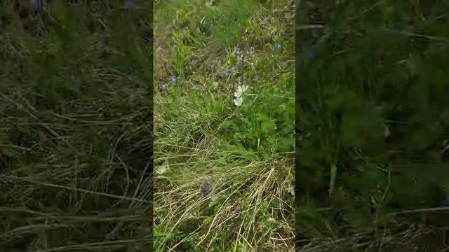 1000253928.mp4