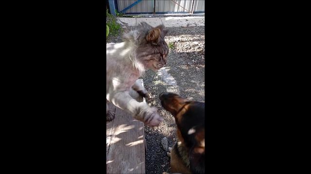 Собака. Кот. Том и Кос