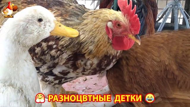 Цыплята и утята милые пушистики растут на радость хозяину (21)