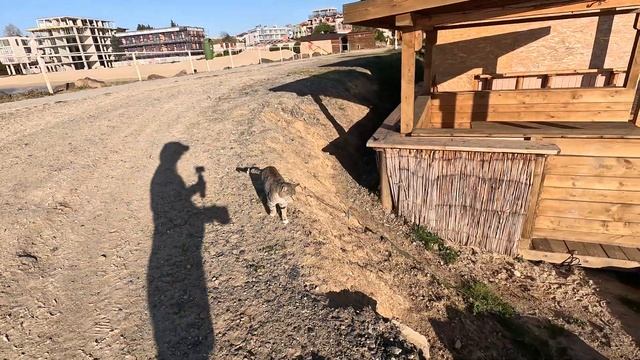 Stray cat / Уличная кошка Манюня - Мисс роскошные усы