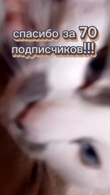 спасибо за 70 подписчиков!!!!