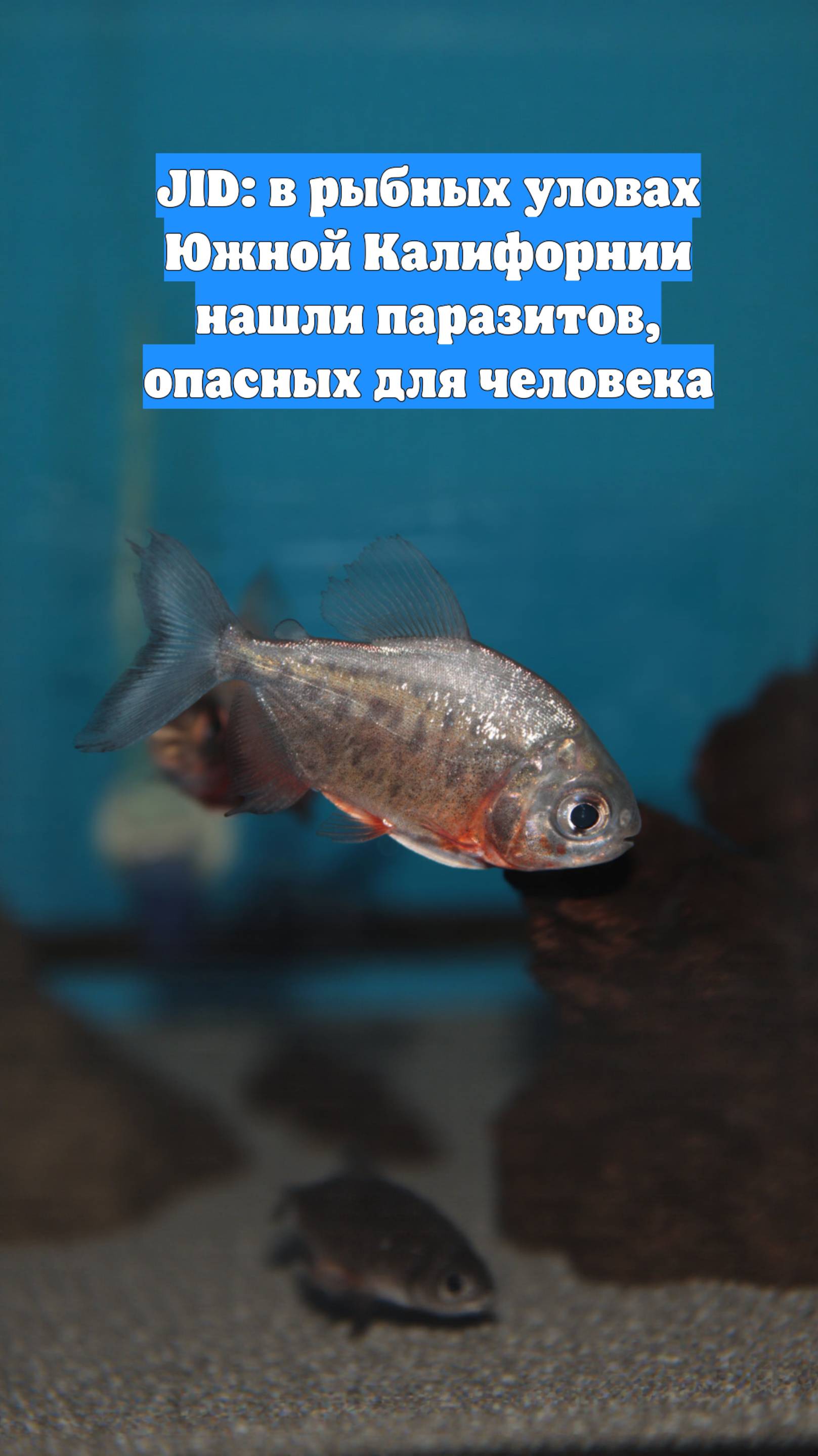JID: в рыбных уловах Южной Калифорнии нашли паразитов, опасных для человека