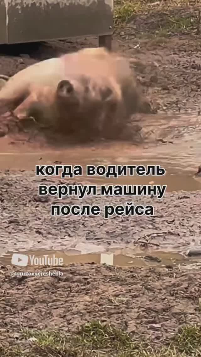 когда водитель 🐽#грузовыерешения #automobile #химчисткасалона #sorts