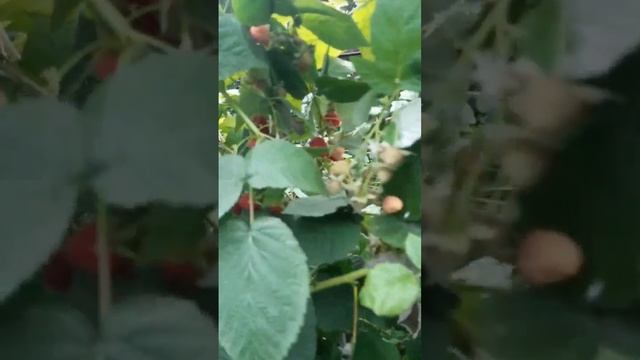 Малина ремонтантная саженцы. video 2024 07 16 11 41 28
