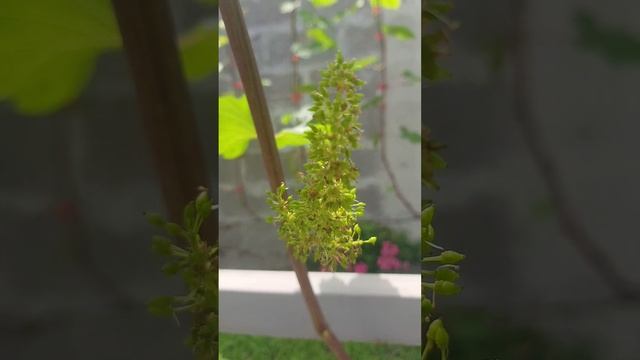 Так цветёт виноград.