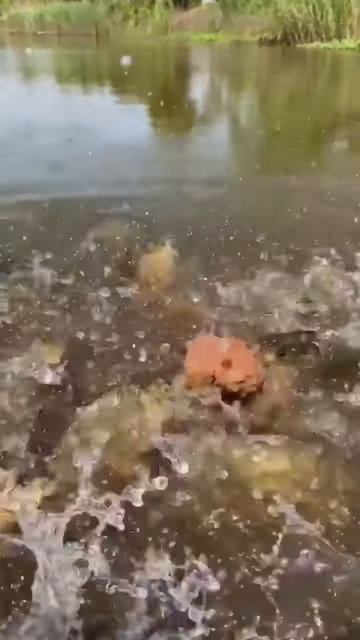 This is Best Bait for fishing