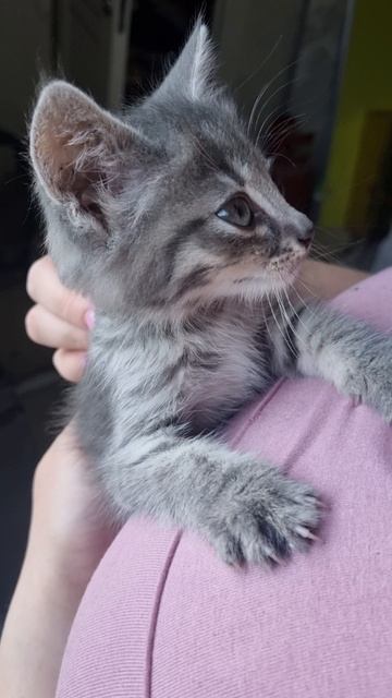 Ласковый котенок девочка