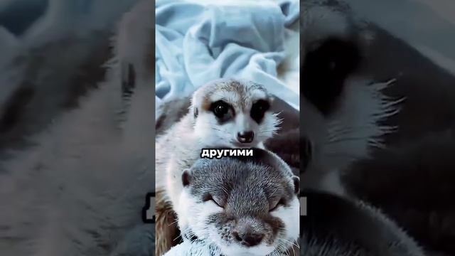 А вы это знали?