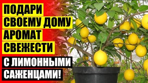 Домашний лимон из косточки видео