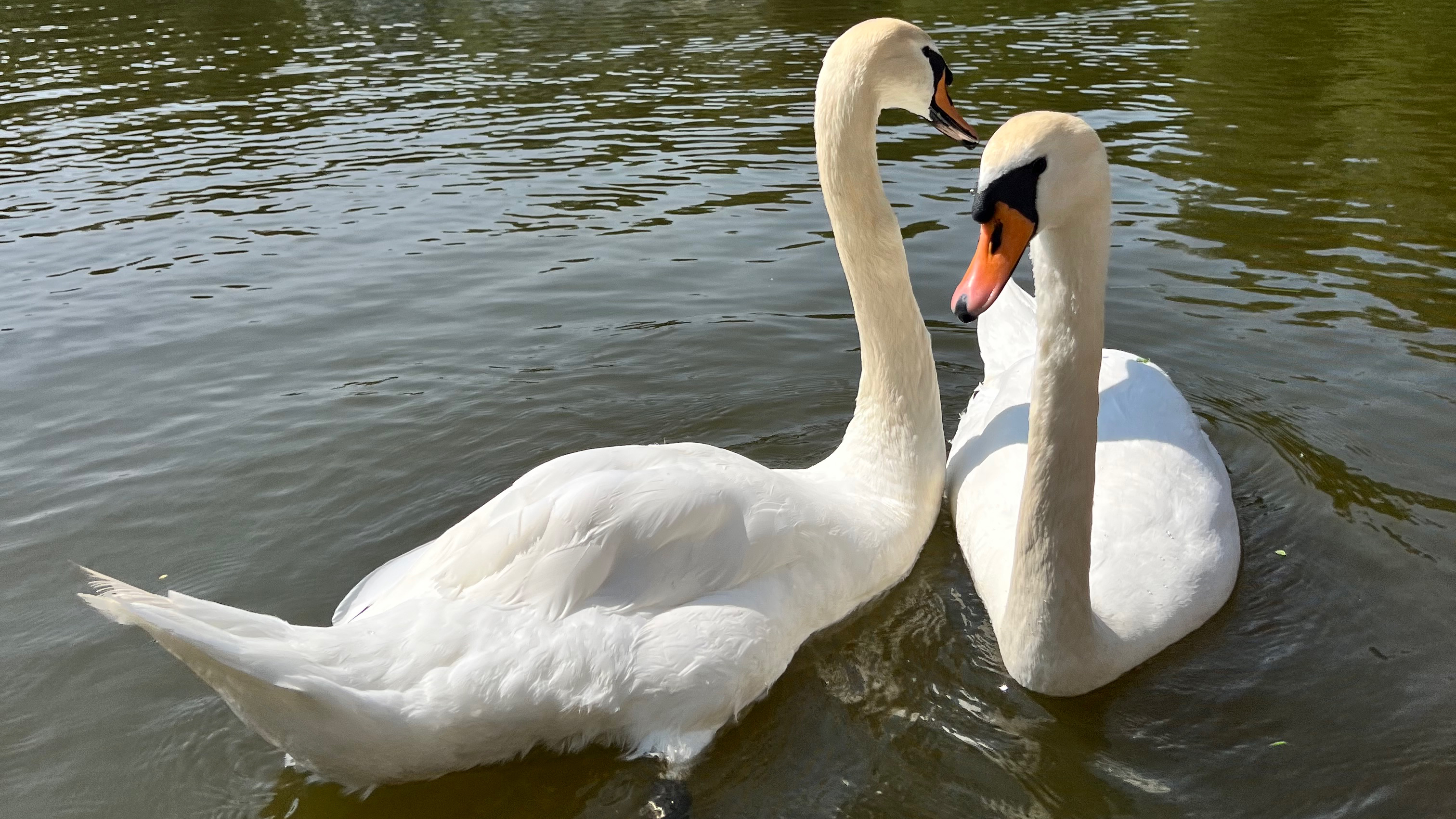 Красивые 🦢 🦢