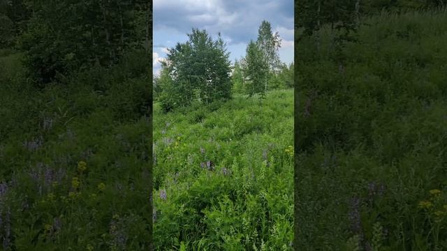 03/06/25 прогулка в лесу после дождя