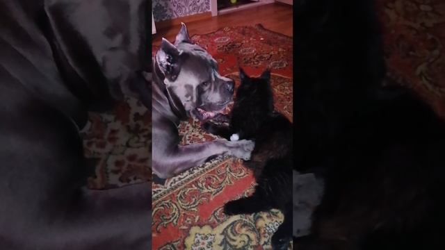 Вот такая любовь