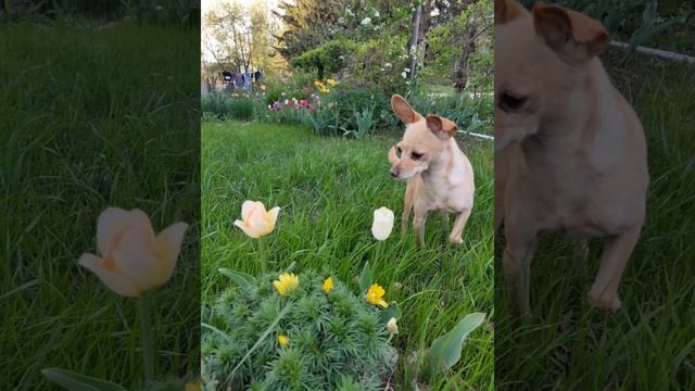 Цветочки 🌺🪴🌹🌿🌷🍀🌼🌱🪻🌾🥀