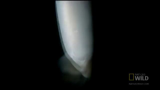 Tentacles of Doom | Nat Geo Wild