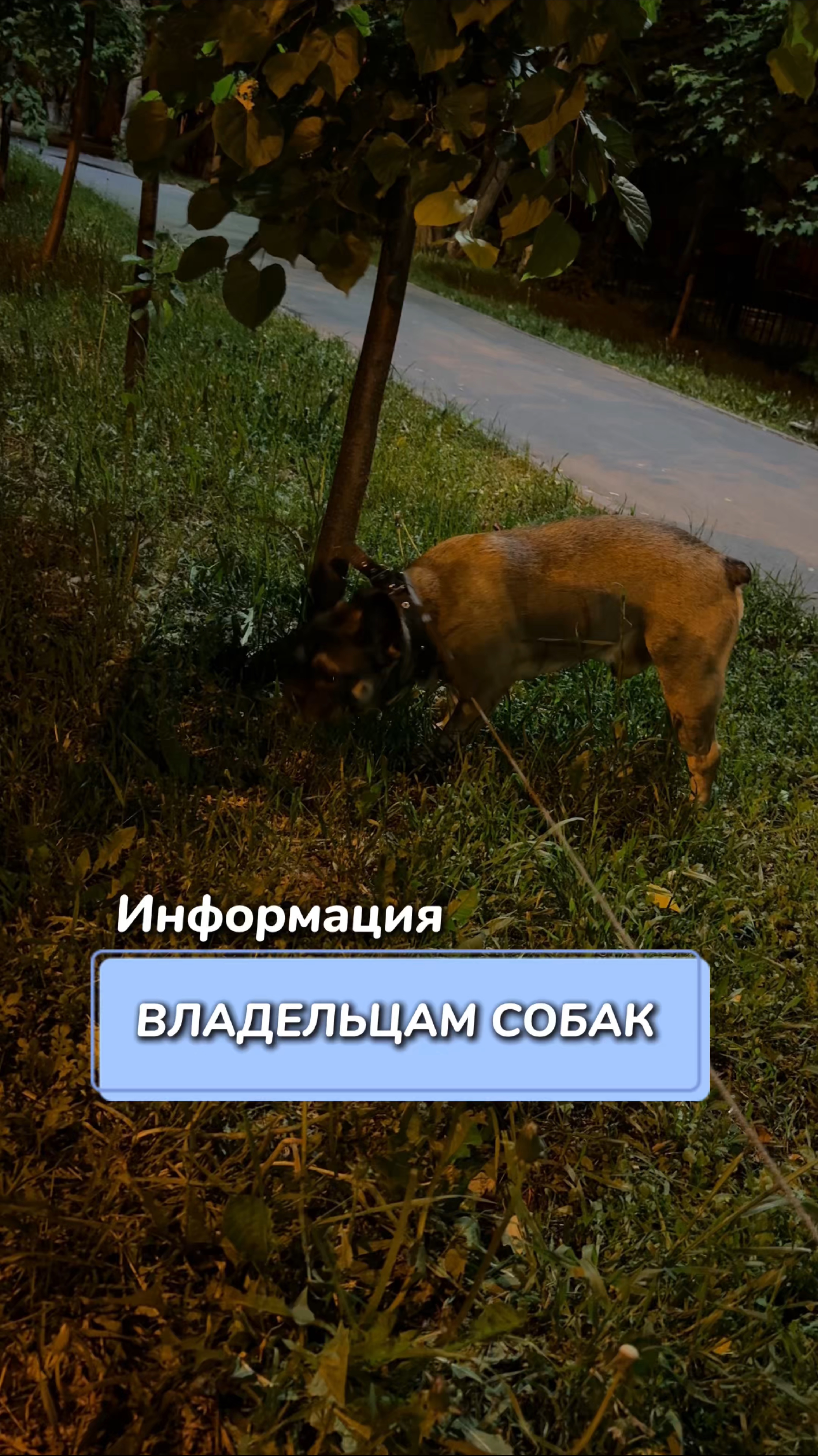 Информация владельцам собак 
Артикул на WB #234584324
Ozon #1641932840