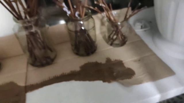 Укоренение, проращивание черенков винограда в воде 6 д