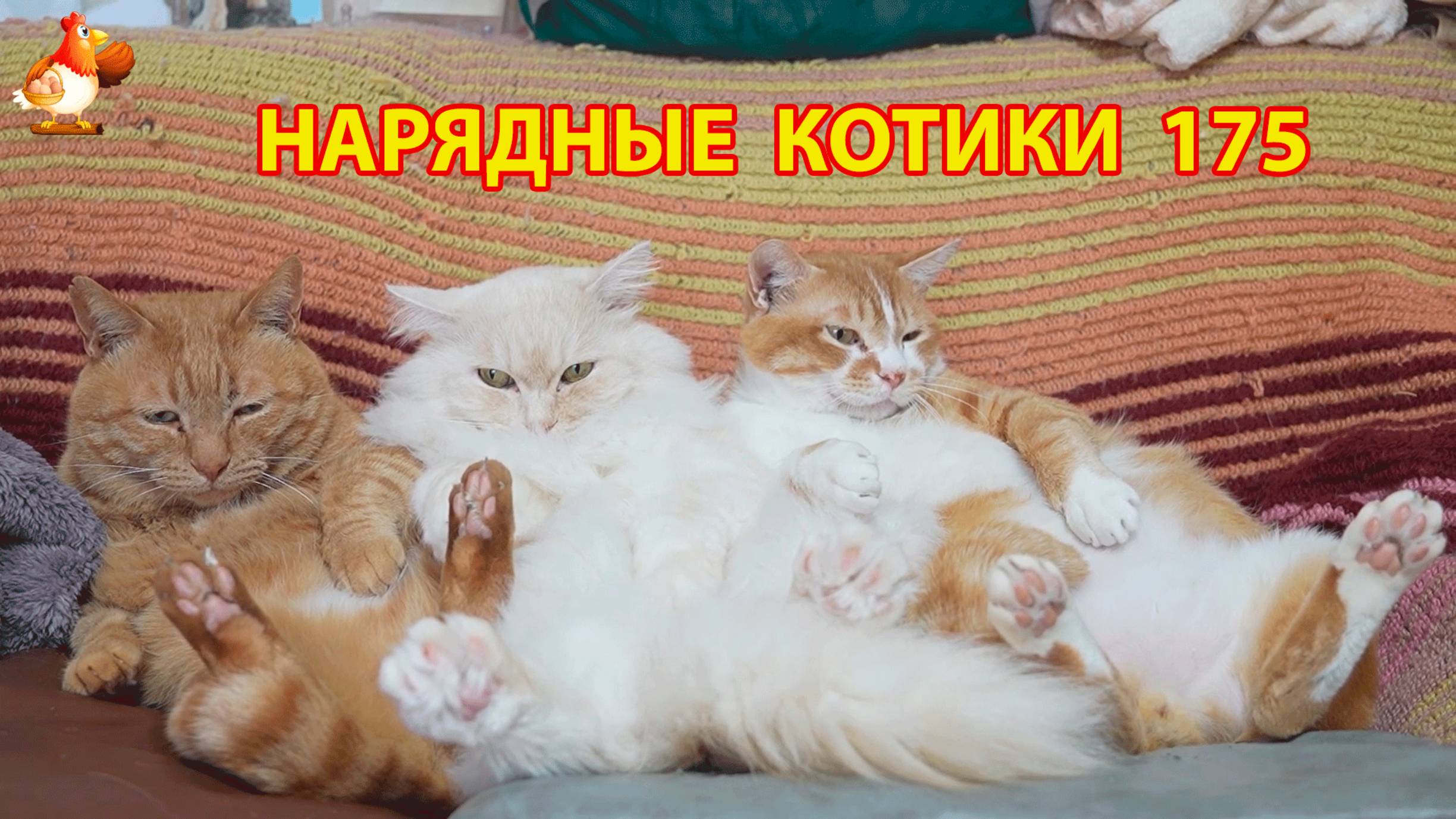 Нарядные Котики расслабляются на солнышке 🌞 🐈🐈🐈 (175)