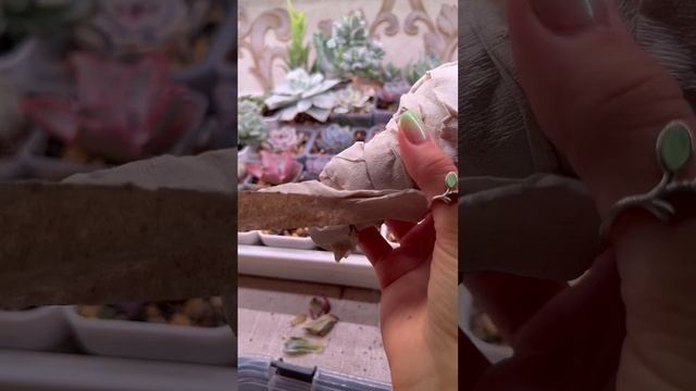 БОЛЬШАЯ Распаковка Посылки с Суккулентами, 82 Свёртка! Часть 2