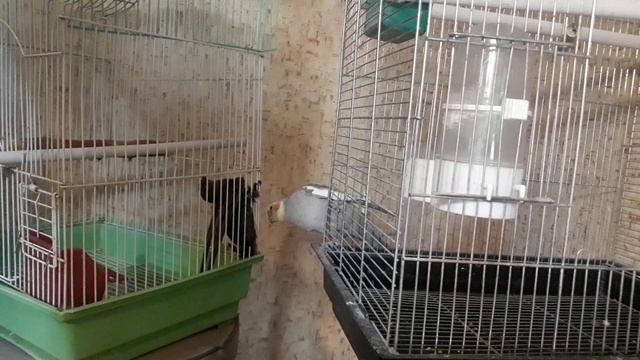 Попугай знакомится со стрижом.