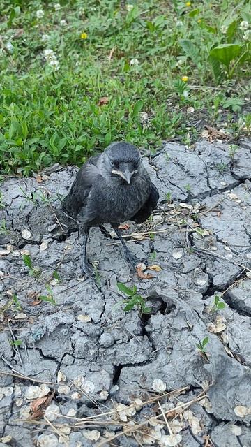 Галчонок🐦знакомство с маленьким пернатым другом #животные #птицы #пернатые #природа #отдых #birds