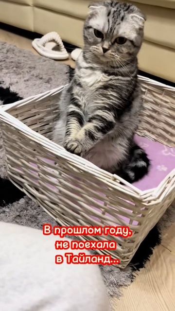 котик