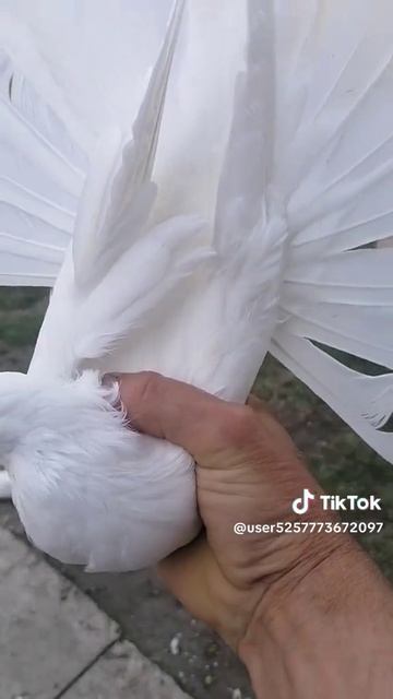 1000008410.mp4